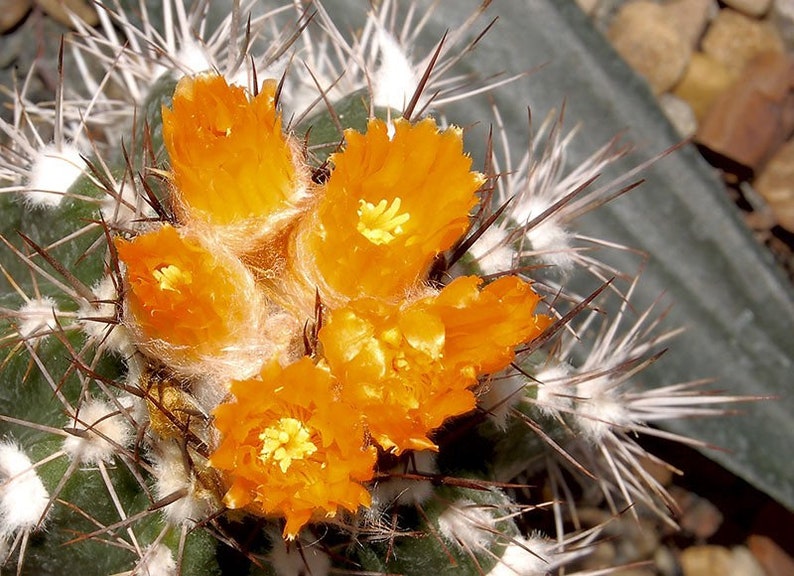 Parodia cardenasii 25 Seeds Parodia formosa image 3