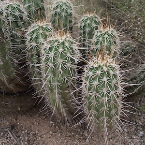 Echinocereus fasciculatus 25 semillas - Cactus fresa de espinas cortas