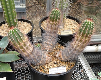 Echinocereus marksianus 25 Seeds - Mark’s Hedgdhog Cactus