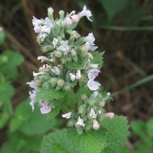 Nepeta cataria 100 Seeds Catnip image 3