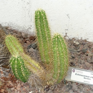 Echinocereus viereckii 25 Semillas