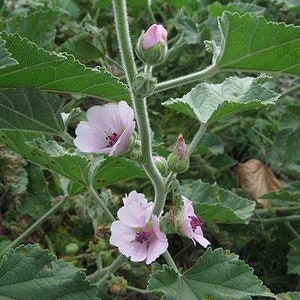 Althaea Officinalis 500 Seeds Marshmallow image 2