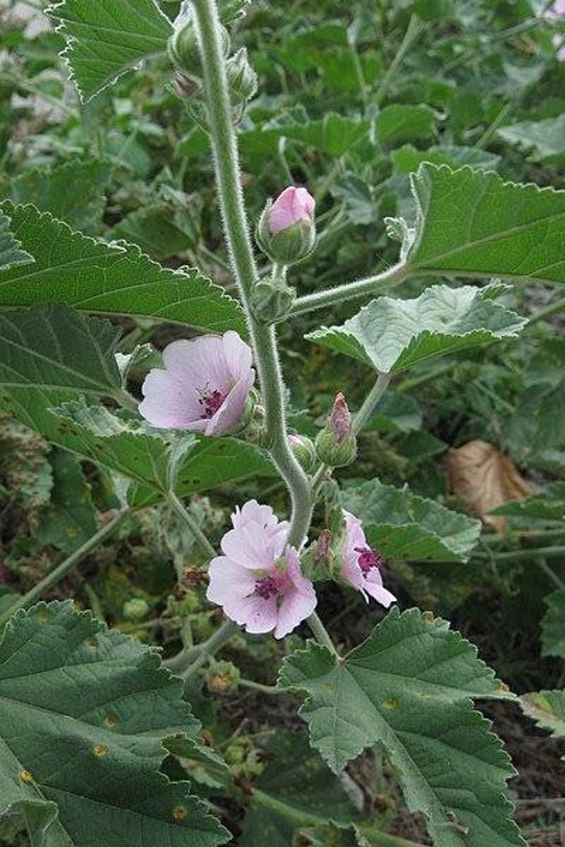 Althaea Officinalis 500 Seeds Marshmallow image 2