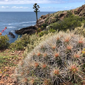 Echinocereus maritimus 25 Semillas