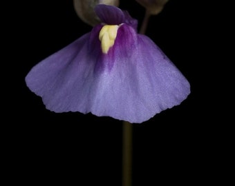 Utricularia dichotoma 10 Seeds - Fairy Aprons Plant - Bladderwort