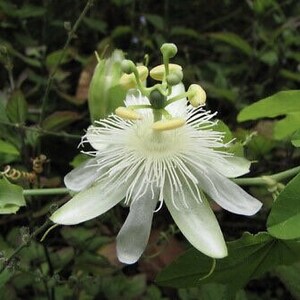 Passiflora subpeltata 10 Samen - Weiße Passionsblume