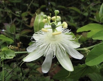 Passiflora subpeltata 10 Seeds - White Passionflower