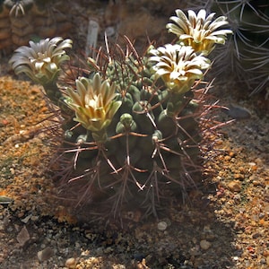 Gymnocalycium bodenbenderianum ssp. Vertongenii 25 Semillas