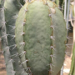 Armatocereus laetus 100 semillas