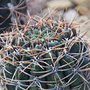 Gymnocalycium mostii 50 Seeds - Gymnocalycium bicolor