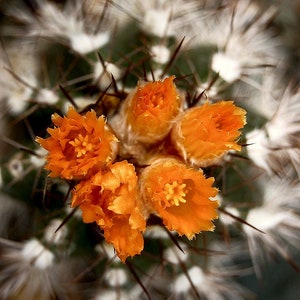 Parodia cardenasii 25 Seeds Parodia formosa image 1