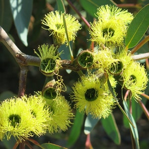 Eucalyptus preissiana 25 Seeds - Bell Fruited Mallee