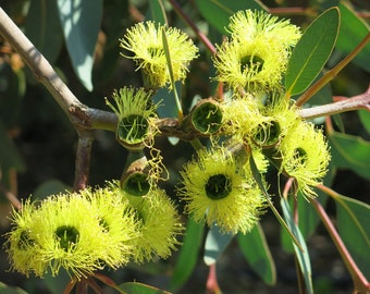 Eucalyptus preissiana 25 Seeds - Bell Fruited Mallee