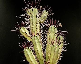 Euphorbia pentagona 25 Seeds