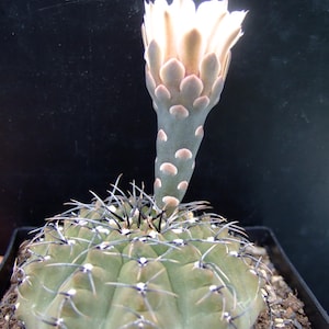 Gymnocalycium stellatum var. oculto 100 semillas