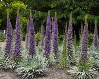 Echium fastuosum var. blue towers 30 Seeds - Tower of Jewels