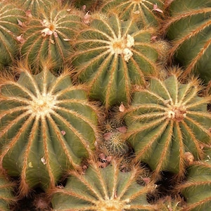 Parodia magnifica 100 Seeds - Blue/Green Ball Cactus