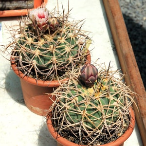 Gymnocalycium cardenasianum 25 Seeds - Chin Cactus