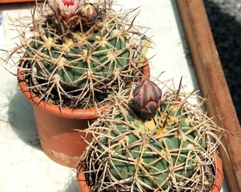 Gymnocalycium cardenasianum 25 Seeds - Chin Cactus