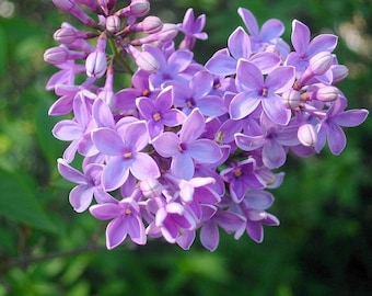 Syringa vulgaris 100 Seeds - Common Lilac