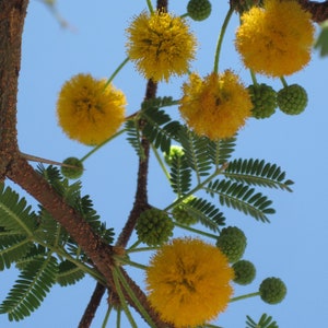 Acacia smallii 25 Seeds - Sweet Acacia