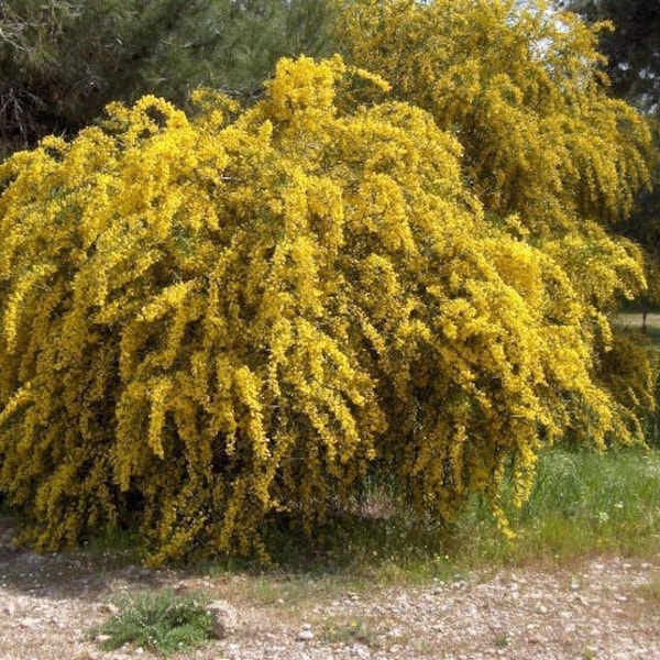 Acacia saligna 100 Seeds - Coojong