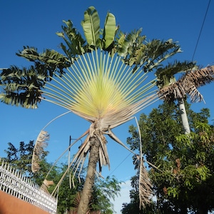 Ravenala madagascariensis 25 Samen Reisepalme