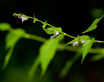 Scutellaria lateriflora 50 Seeds - Mad Dog Skullcap