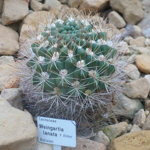 Rebutia neocumingii 25 Semillas