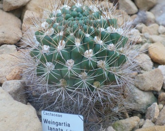 Rebutia neocumingii 25 Seeds