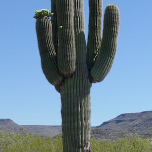 Carnegiea gigantea 25 Seeds - Saguaro Cactus