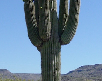 Carnegiea gigantea 25 Seeds - Saguaro Cactus