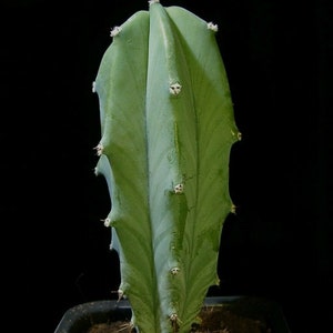 Myrtillocactus geometrizans 100 semillas - cactus arándano