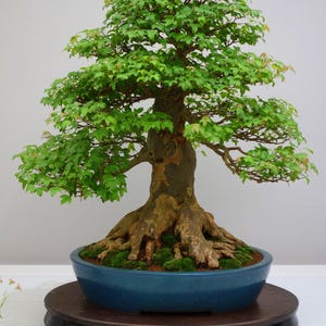 Acer buergerianum 25 Seeds - Trident maple