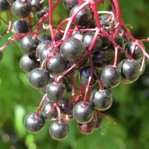 Sambucus nigra 50 Seeds - Elderberry