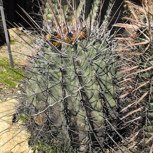 Ferocactus rectispinus 25 Seeds - Spined Barrel Cactus