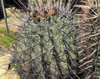 Ferocactus rectispinus 25 Seeds - Spined Barrel Cactus