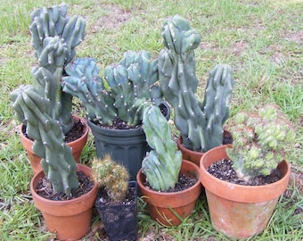 Cereus peruvianus monstrose 100 Seeds - Monstrose Peruvian Apple Cactus