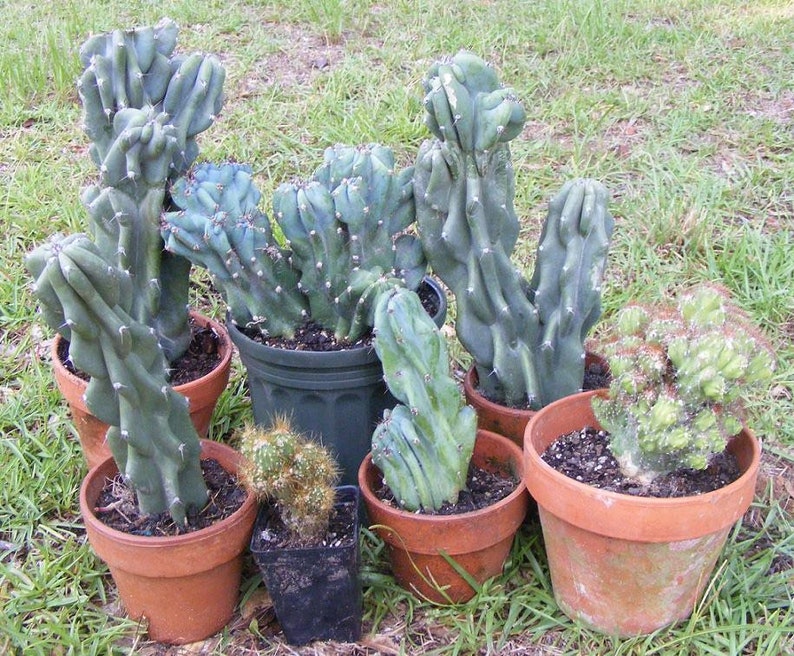Cereus peruvianus 20 seeds Cereus peruvianus 20 seeds