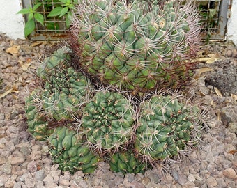 Gymnocalycium saglione 50 Seeds - Giant Chin Cactus
