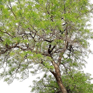 Prosopis glandulosa 100 Seeds - Honey Mesquite