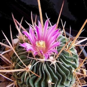 Stenocactus crispatus 20 Seeds - Brain Cactus