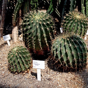 Ferocactus histrix 25 Semillas - Cactus Barril de Caramelo