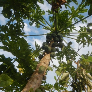 Carica papaya 30 graines - Papaye