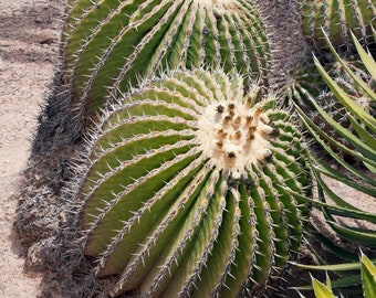 Echinocactus platyacanthus 25 Seeds - Giant Barrel Cactus