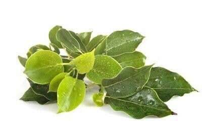 Plante en poudre - Camphre naturel (cinnamomum camphora) poudre -  Herbo-phyto® - Herboristerie Bardou™