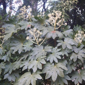 Fatsia japonica 25 Seeds - Paper Plant