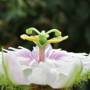 Passiflora foetida 10 graines - Passiflore puante