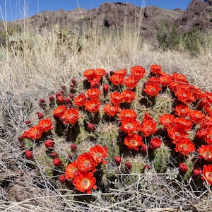Echinocereus coccineus 100 Seeds - Scarlet Hedgehog Cactus