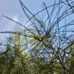 Parkinsonia aculeata 25 Seeds - Palo Verde